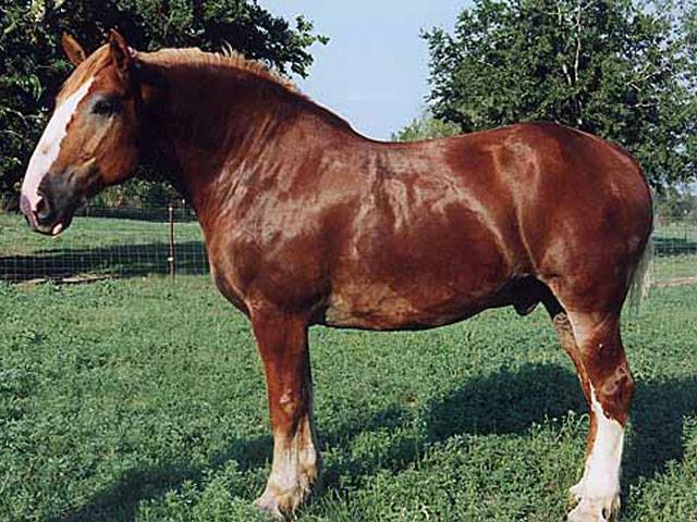 Draft Horses For Sale